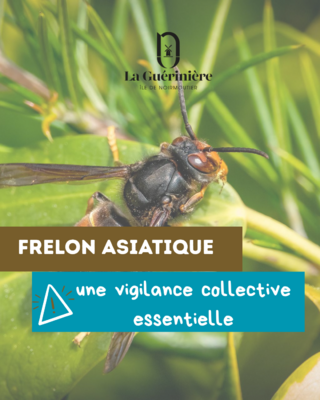 frelon